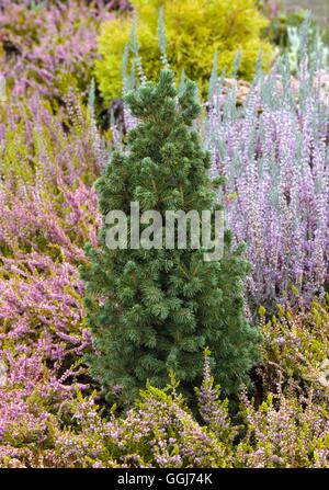 Picea glauca - var. albertiana `Conica'   CON011666 Stock Photo